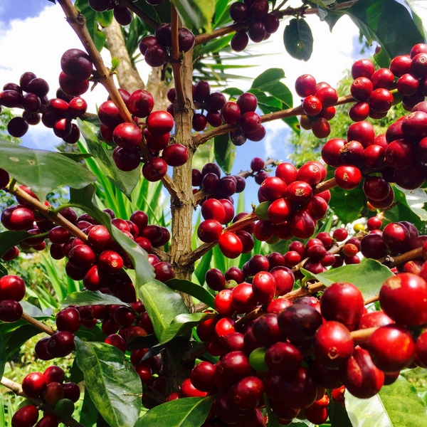 What on Earth is Sustainable Coffee?
