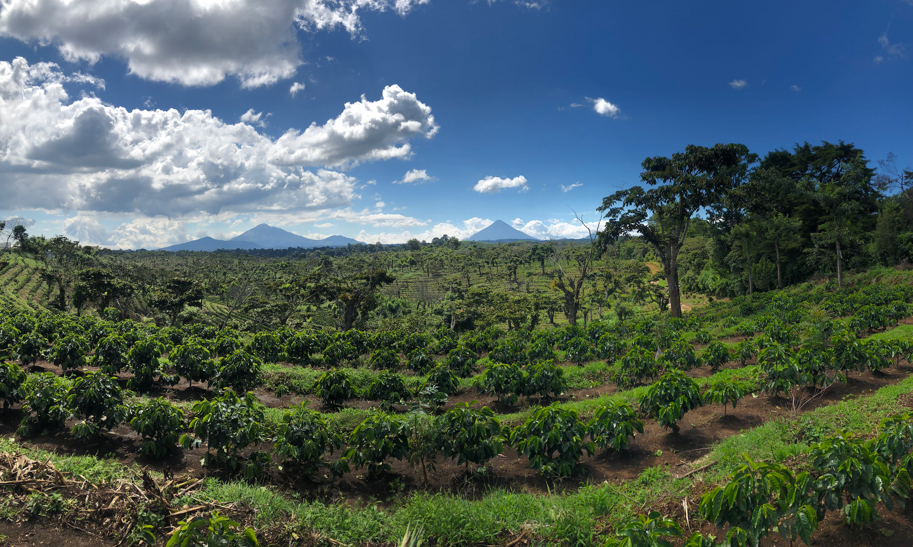 coffee supplier farm in Guatemala