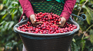 specialty Guatemalan coffee
