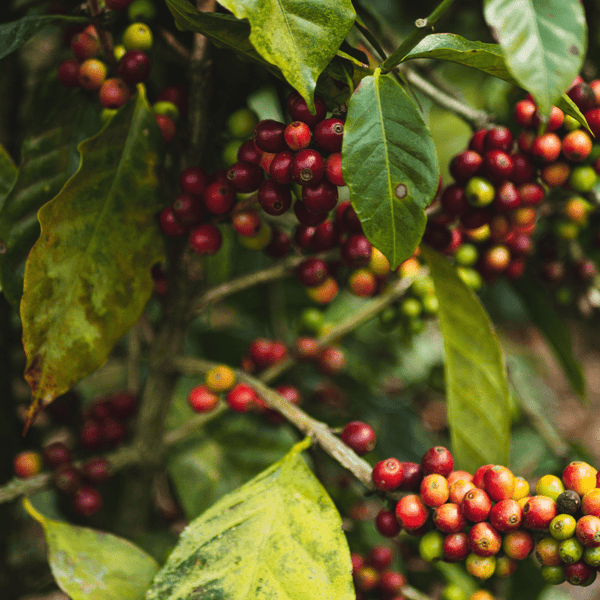 What the heck are coffee varieties anyway?