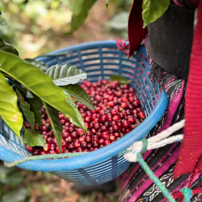 Why Cafés Are Switching to Origin-Roasted Wholesale (And How It Saves Them Money)
