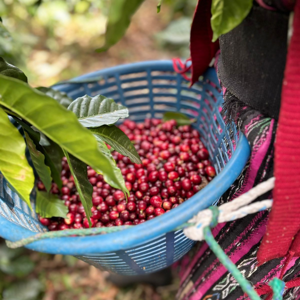 Why Cafés Are Switching to Origin-Roasted Wholesale (And How It Saves Them Money)