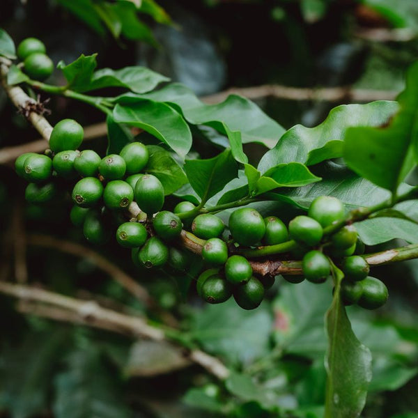 Let's Talk About Organic Coffee