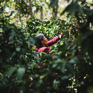 Gento Coffee Roasters - Guatemalan Coffee Supplier and Wholesale