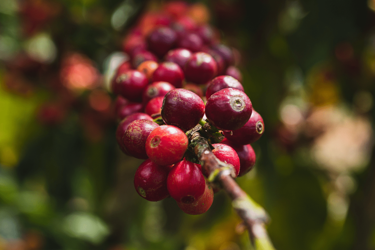 plump and ripe coffee cherries for the perfect cup of coffee