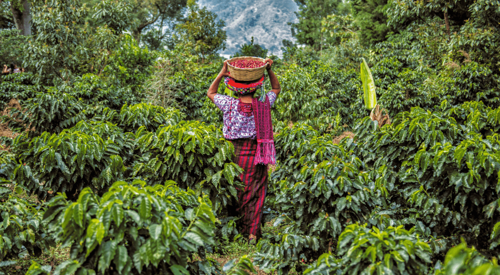 farmer roasted specialty coffee from Guatemala on this Guatemalan coffee farm