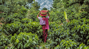 farmer roasted specialty coffee from Guatemala on this Guatemalan coffee farm